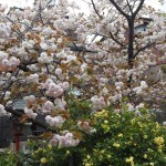 千本ゑんま堂　普賢象桜