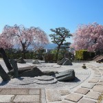 圓光寺の桜
