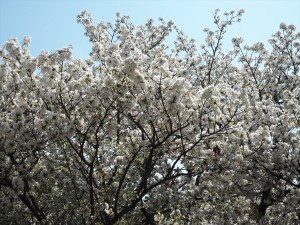 仁和寺　泣き桜　4月14日