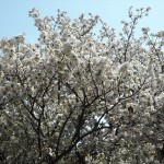 仁和寺　泣き桜　4月