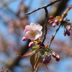 寂光院　汀の桜