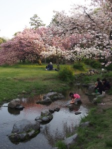 出水の小川と八重桜