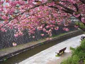 堀川沿いの八重桜