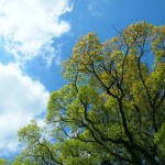 京都御苑の緑