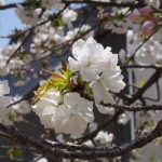 仁和寺の泣き桜