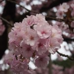 黒田百年桜