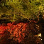 青蓮院　ライトアップ　霧島の庭