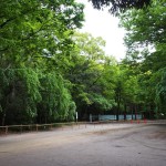 下鴨神社　糺の森