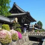 西本願寺のツツジ