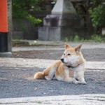 県神社のぺぺ 県神社のぺぺ