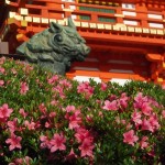 八坂神社のサツキ