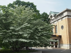 京都市美術館の前のヤマボウシ