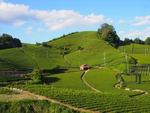 和束町石寺の茶畑