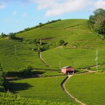 和束町石寺の茶畑