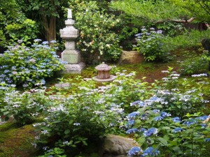 霊源院　甘茶の庭