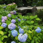 智積院の紫陽花