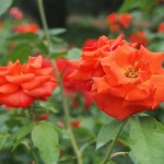 京都府立植物園　バラ