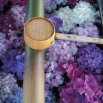 楊谷寺　紫陽花の手水鉢
