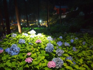 三室戸寺　紫陽花ライトアップ