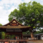 平野神社のクスノキ