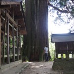 朝倉神社の大杉