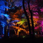下鴨神社　糺の森の光の祭