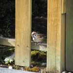 神泉苑のスズメ