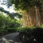 洛西竹林公園