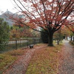 琵琶湖疏水沿い