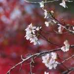 赤山禅院　寒桜