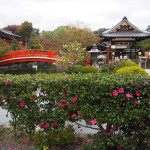 神泉苑の山茶花