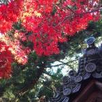 西明寺の紅葉