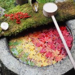 楊谷寺　11月18日