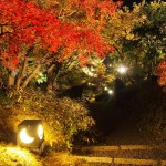 梅小路公園　朱雀の庭　ライトアップ