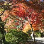 嵐山公園　11月23日