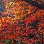 嵐山公園　11月25日
