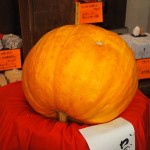 矢田寺　かぼちゃ供養　12月