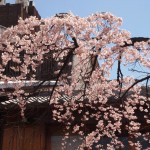 祇園白川　しだれ桜　4月1日