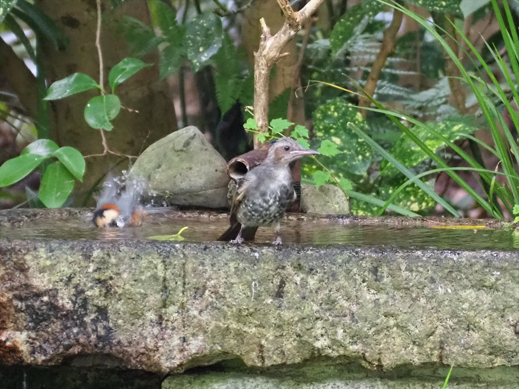京都御苑　バードバスで水浴びをする鳥