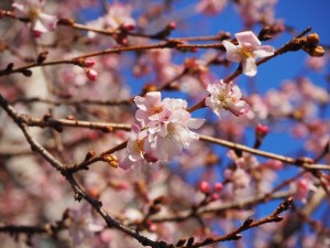 御池桜