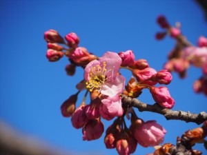 勧修寺　早咲き桜