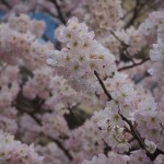 旧成徳中学校　春めき桜