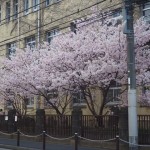 旧成徳中学校　春めき桜