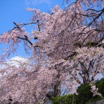 鴨川　七条～五条の桜