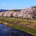 鴨川の桜