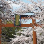 平野神社　4月