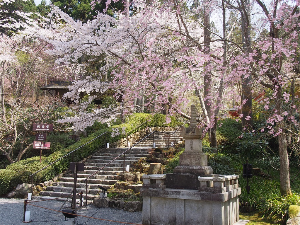 三千院の桜とシャクナゲ 京都旅屋 気象予報士の観光ガイド 京都散策