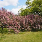 京都御苑　八重桜
