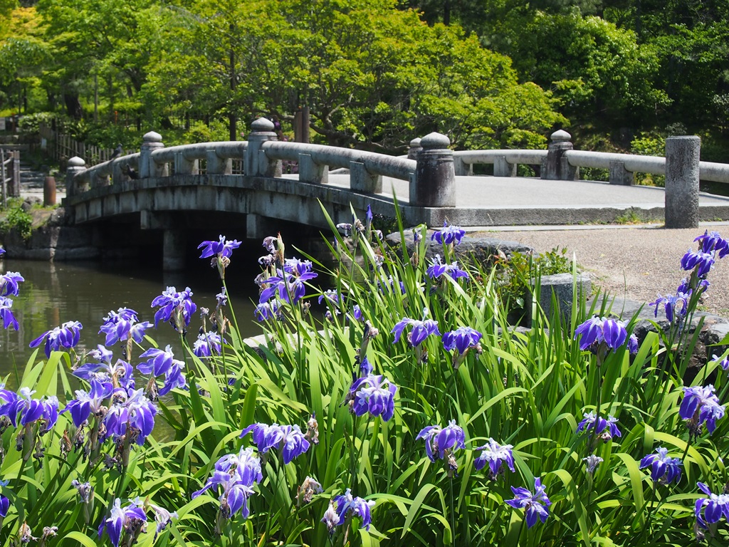 円山公園のカキツバタ 京都旅屋 気象予報士の観光ガイド 京都散策