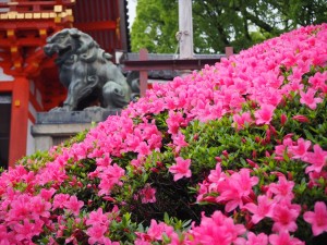 八坂神社のサツキ